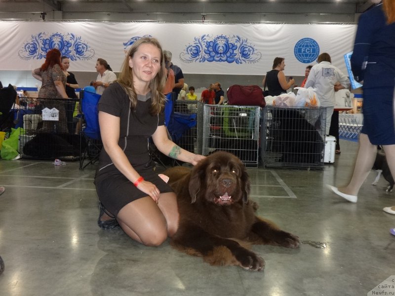 Фото: ньюфаундленд Chernyi Sharm Angel'skaya Krasota (Черный Шарм Ангельская Красота), Tat'yana Rozanova (Татьяна Розанова)