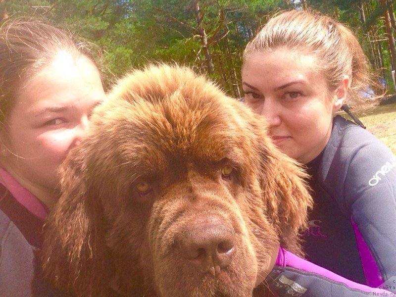 Фото: Mariya SHmeleva (Мария Шмелева), ньюфаундленд Charli The Best Helfi Pel (Чарли Де Бест Хелфи Пэл), Svetlana Samarceva (Светлана Самарцева)