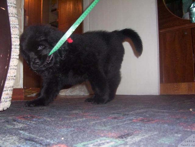 Фото: ньюфаундленд Ai Love Rich (Ай Лав Рич)