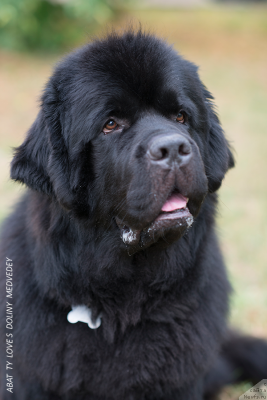 Фото: Abat Ty Love S Doliny Medvedey, ньюфаундленд Abat ty Love s Doliny Medvedey