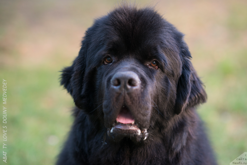 Фото: Abat Ty Love S Doliny Medvedey, ньюфаундленд Abat ty Love s Doliny Medvedey