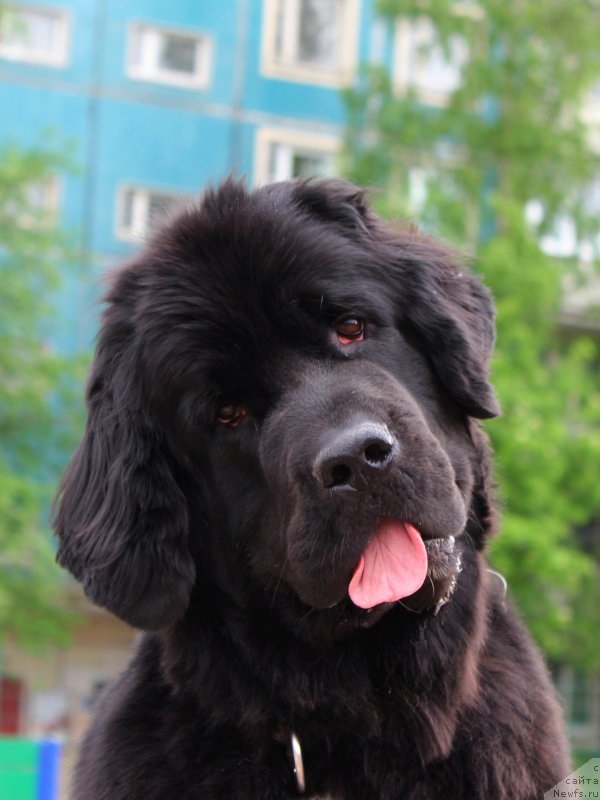 Фото: ньюфаундленд Piternyuf O'mnia Praeclara Rara (Питерньюф О'Мниа Праэклара Рара)