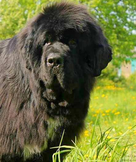 Фото: ньюфаундленд Black Clouds Harry Houdini at Stealbears