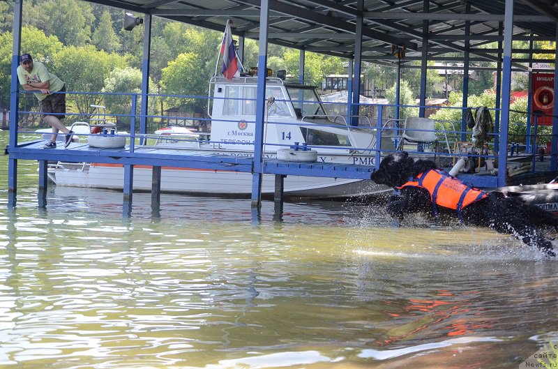 Фото: ньюфаундленд Super Bizon Liliman (Супер Бизон Лилимэн)
