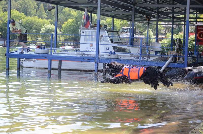 Фото: ньюфаундленд Super Bizon Liliman (Супер Бизон Лилимэн)