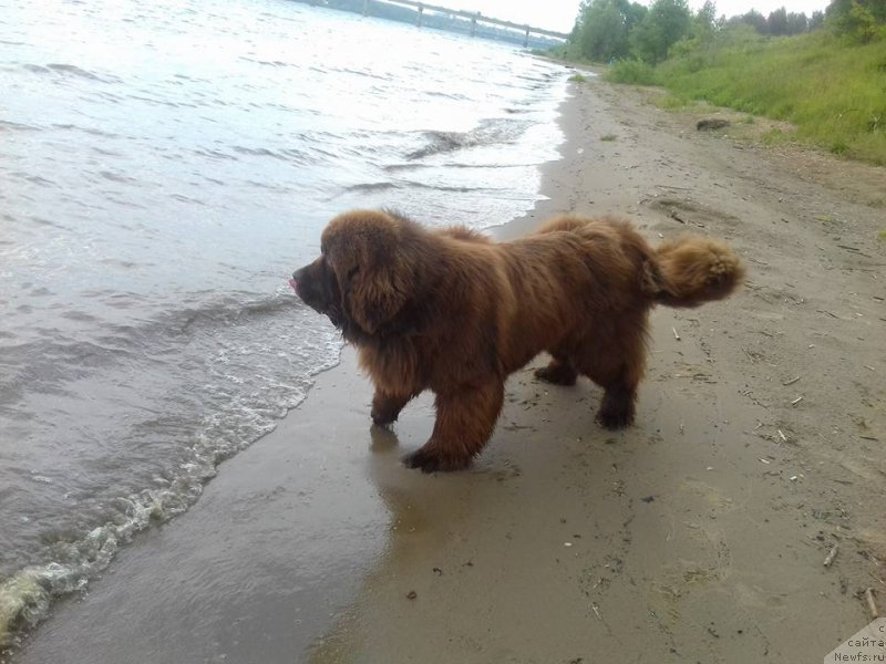 Фото: ньюфаундленд Vashe Blagorodie s Berega Dona (Ваше Благородие с Берега Дона)