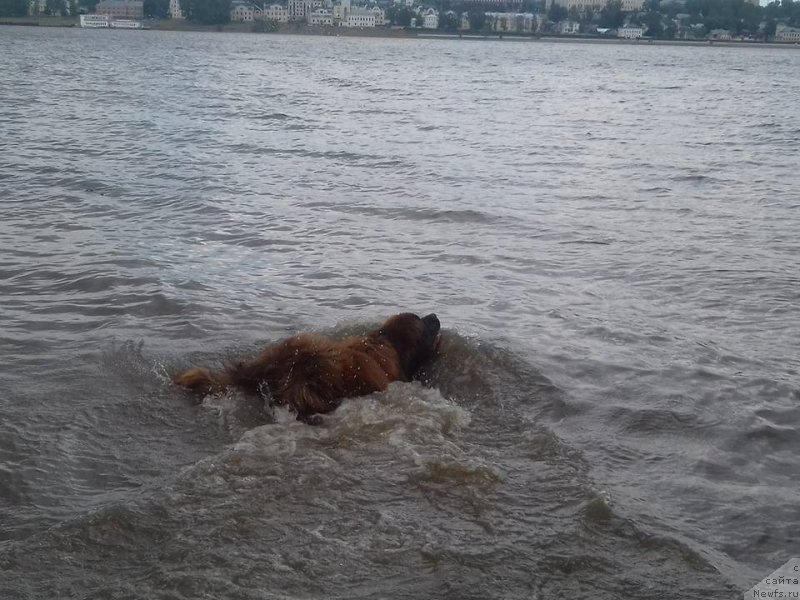 Фото: ньюфаундленд Vashe Blagorodie s Berega Dona (Ваше Благородие с Берега Дона)