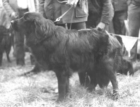 Фото: ньюфаундленд Dolli YAmbet (Долли Ямбет)