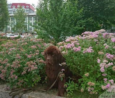 Фото: ньюфаундленд Vereskovyj Mjod s Berega Dona (Вересковый Мёд с Берега Дона)