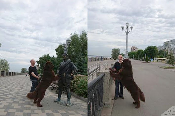 Фото: ньюфаундленд Vereskovyj Mjod s Berega Dona (Вересковый Мёд с Берега Дона)