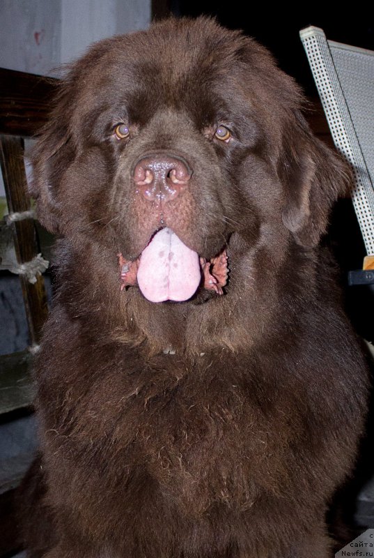 Фото: ньюфаундленд Vereskovyj Mjod s Berega Dona (Вересковый Мёд с Берега Дона)