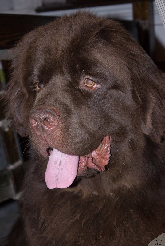 Фото: ньюфаундленд Vereskovyj Mjod s Berega Dona (Вересковый Мёд с Берега Дона)