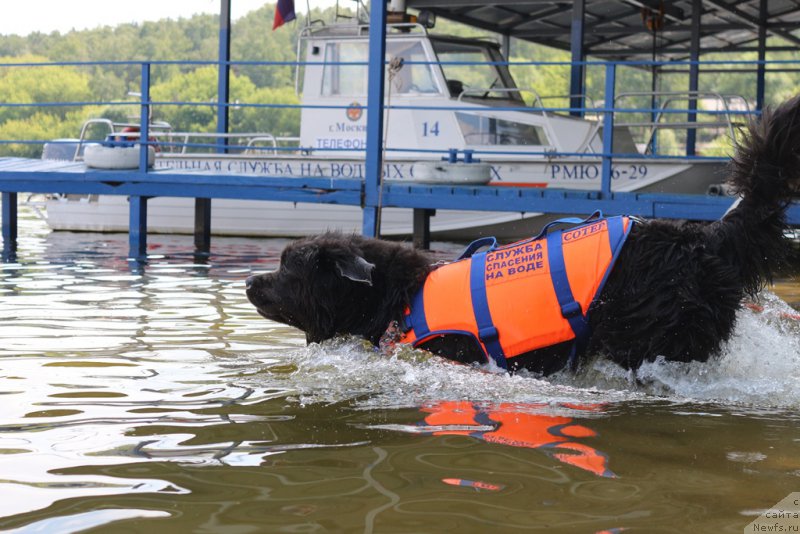 Фото: ньюфаундленд Angel Khranitel Gruffidd (Ангел Хранитель Граффидд)