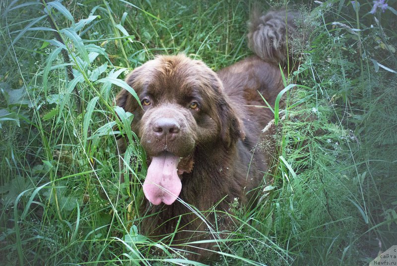 Фото: ньюфаундленд Naomi Tagoliri for Brouwnblood (Наоми Таголири фор Браунблад)