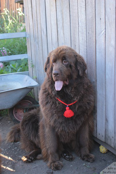 Фото: ньюфаундленд Sverkayuzhaya Gora Mashame (Сверкающая Гора Машаме)