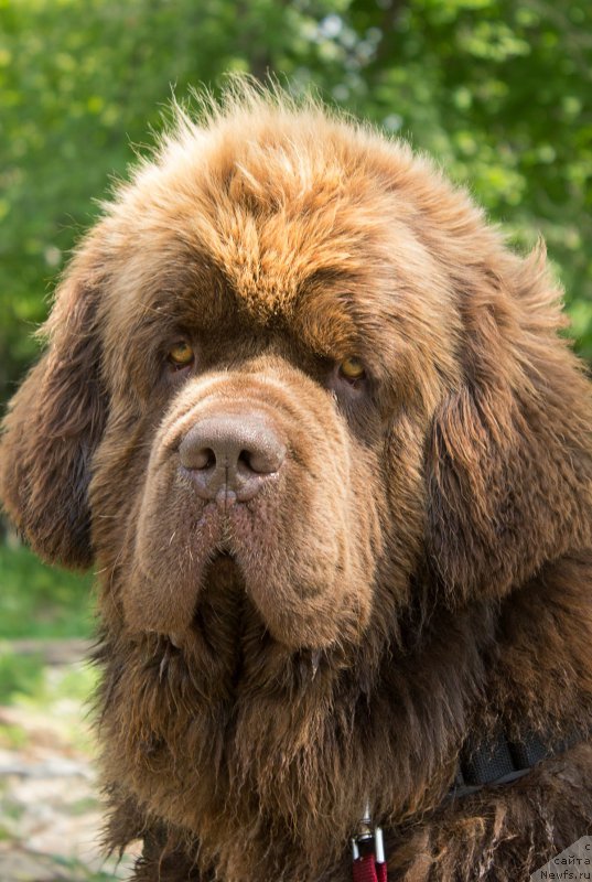 Фото: ньюфаундленд Charli The Best Helfi Pel (Чарли Де Бест Хелфи Пэл)