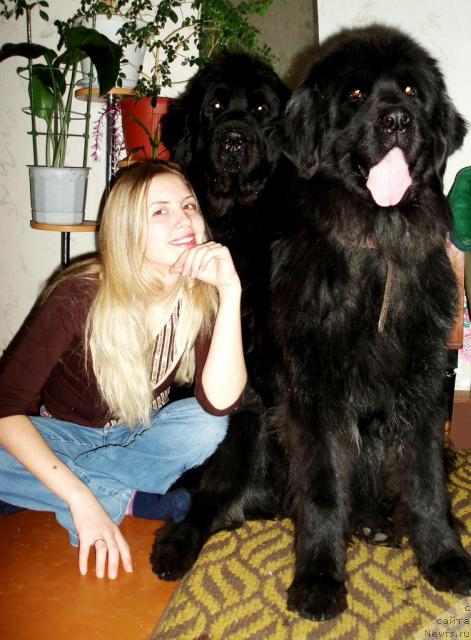 Фото: Aleksandra Kanunnikova (Александра Канунникова), ньюфаундленд Mag Ispolin Kopperfil'd (Маг Исполин Копперфильд), ньюфаундленд Aleks Dikson (Алекс Диксон)