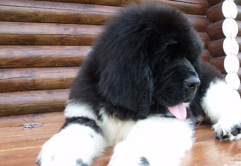 Фотография № 210424