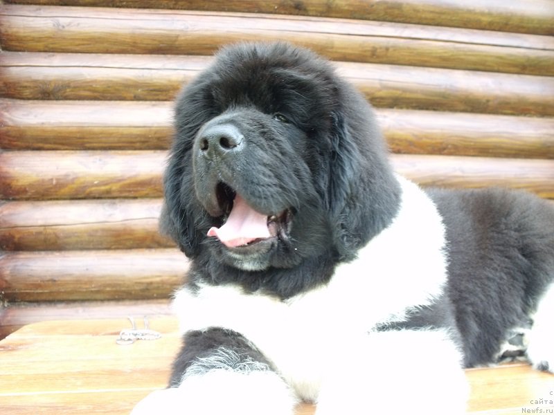 Фотография № 210425