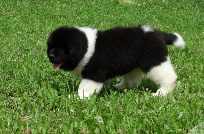 Фотография № 210426