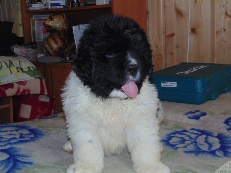 Фото: ньюфаундленд Mag Ispolin Morskaya Jemchujina (Маг Исполин Морская Жемчужина)