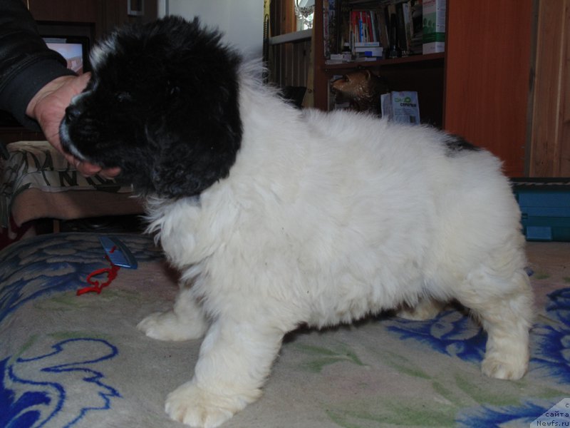 Фото: ньюфаундленд Stepnaya Pal'mira Edinstvennyiy Moy (Степная Пальмира Единственный Мой)