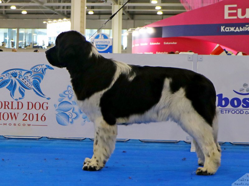 Фото: ньюфаундленд Piternyuf Banzay (Питерньюф Банзай)