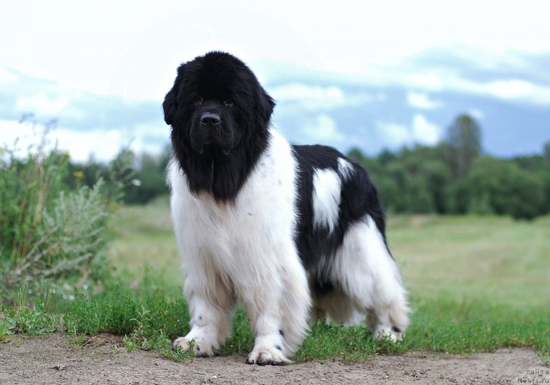 Фото: ньюфаундленд Fluffy Avalanche Centner (Флюфи Аваланч Центнер)