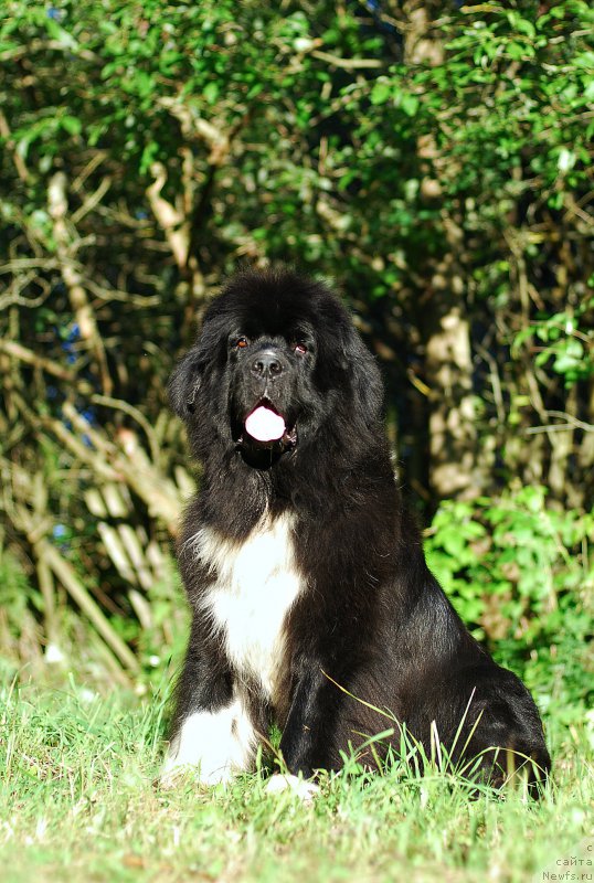 Фотография № 210480