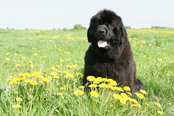 Фото: ньюфаундленд Kingova Doch s Berega Dona (Кингова Дочь с Берега Дона)