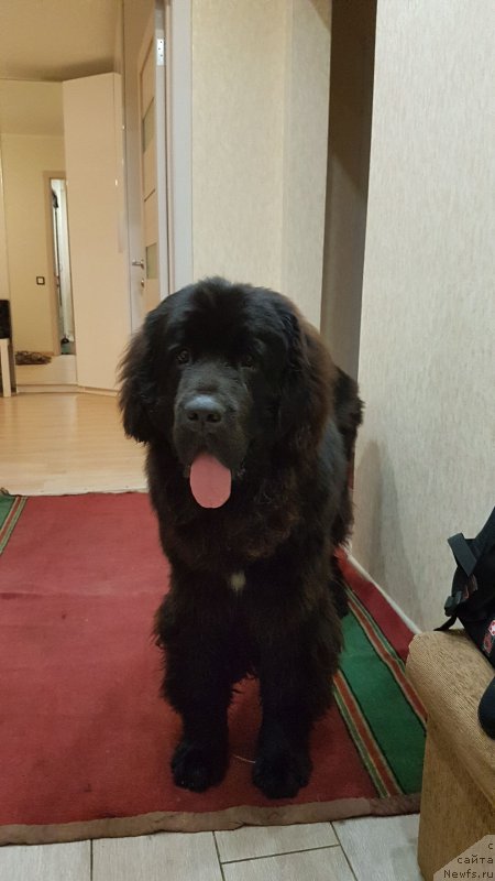 Фото: ньюфаундленд Skazochnaya Kroha Ayvengo (Сказочная Кроха Айвенго)