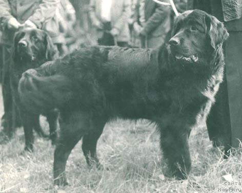 Фото: ньюфаундленд Dinara YAmbet (Динара Ямбет)