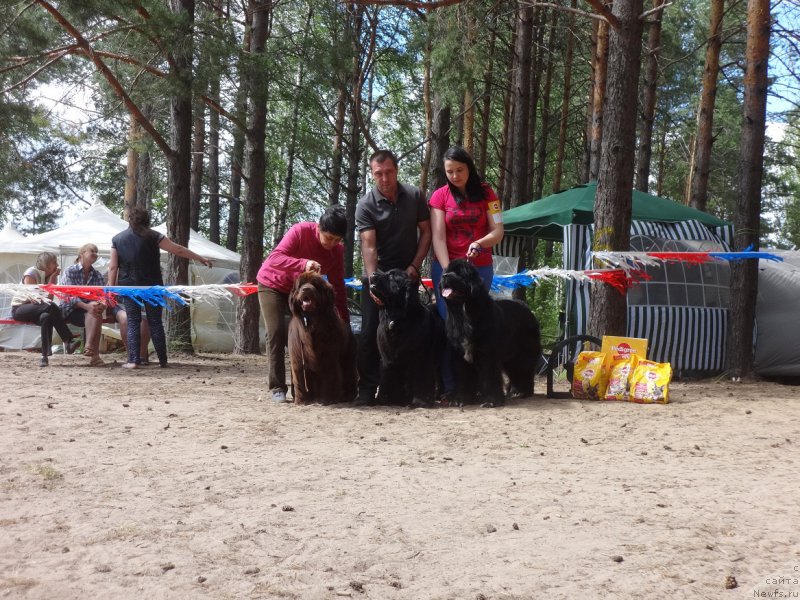Фото: ньюфаундленд N'yufort Vivian (Ньюфорт Вивиан), Galiya Gizatullina (Галия Гизатуллина), ньюфаундленд N'yufort Bavariya (Ньюфорт Бавария), ньюфаундленд N'yufort Azet Abayya (Ньюфорт Азет Абайя), Irina Savel'eva (Ирина Савельева)