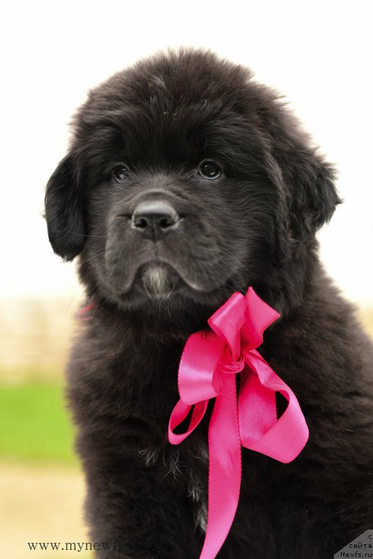 Фото: ньюфаундленд Snou Viking Assol' (Сноу Викинг Ассоль)