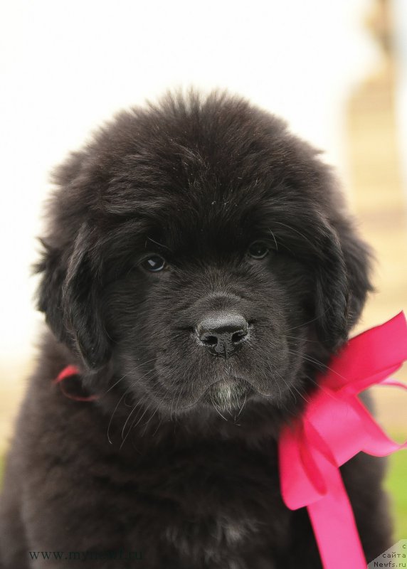 Фото: ньюфаундленд Snou Viking Assol' (Сноу Викинг Ассоль)