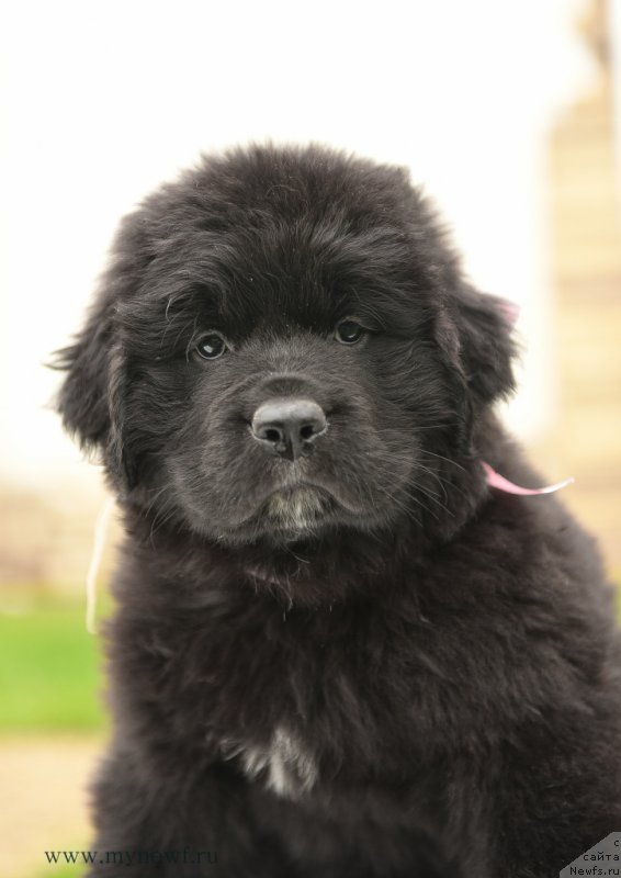 Фото: ньюфаундленд Snou Viking Adel' (Сноу Викинг Адель)