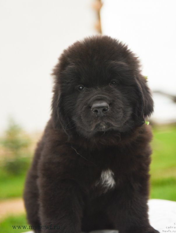 Фото: ньюфаундленд Snou Viking Amigo (Сноу Викинг Амиго)