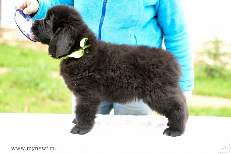 Фото: ньюфаундленд Snou Viking Amigo (Сноу Викинг Амиго)