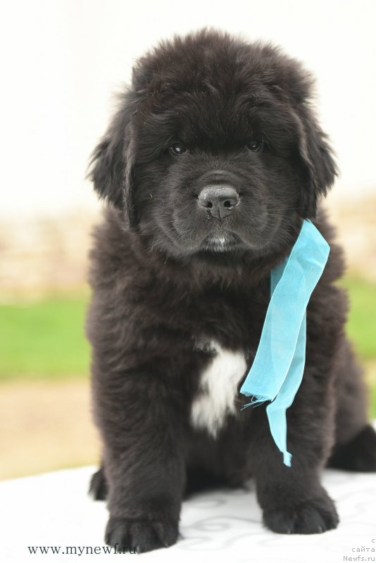 Фото: ньюфаундленд Snou Viking Adrian (Сноу Викинг Адриан)