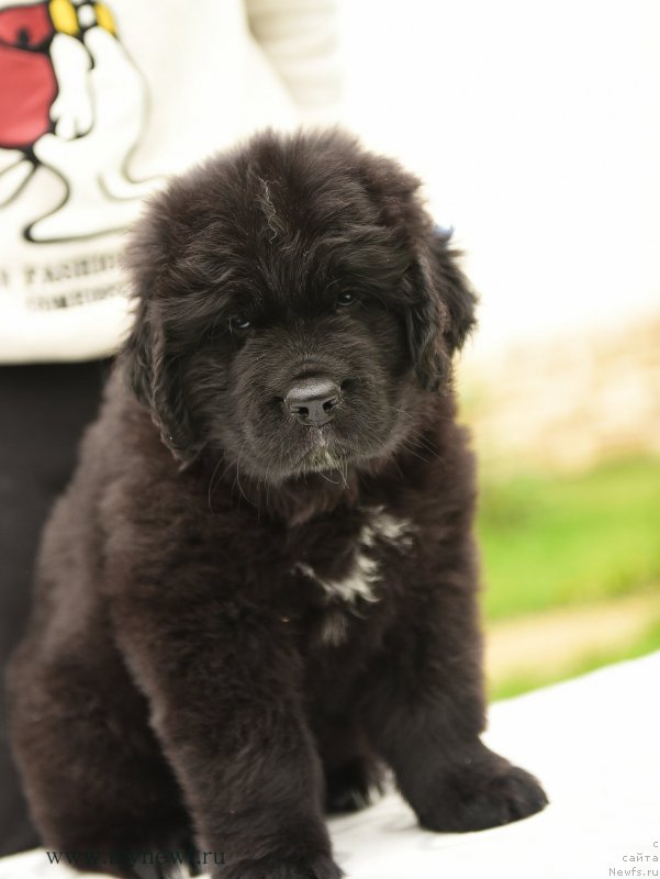 Фото: ньюфаундленд Snou Viking Argus (Сноу Викинг Аргус)