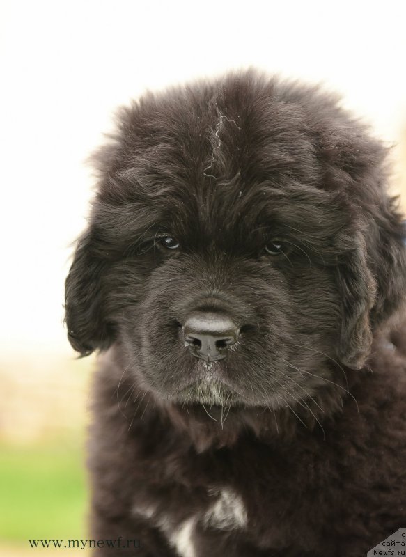 Фотография № 210528