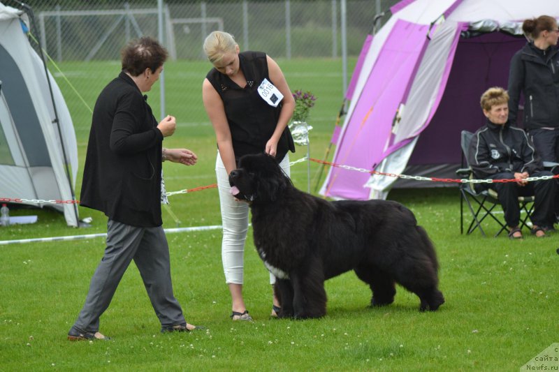 Фото: ньюфаундленд Piternyuf BMW (Питерньюф БМВ)