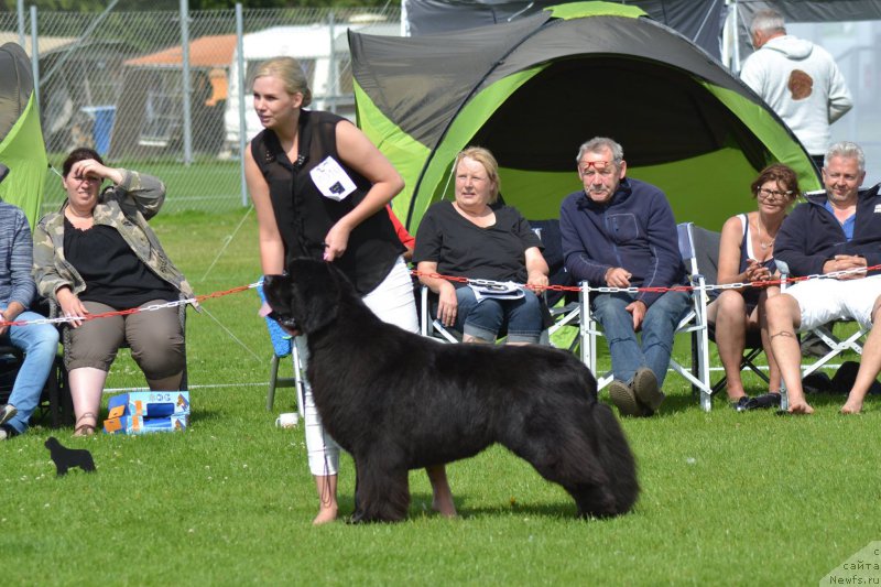 Фото: ньюфаундленд Piternyuf BMW (Питерньюф БМВ)