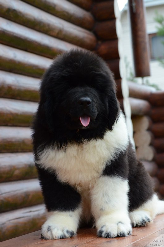 Фотография № 210552