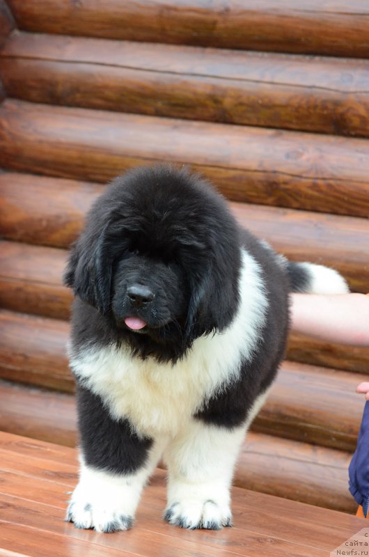 Фотография № 210554