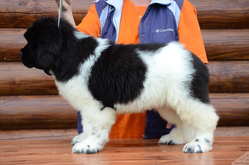 Фотография № 210557