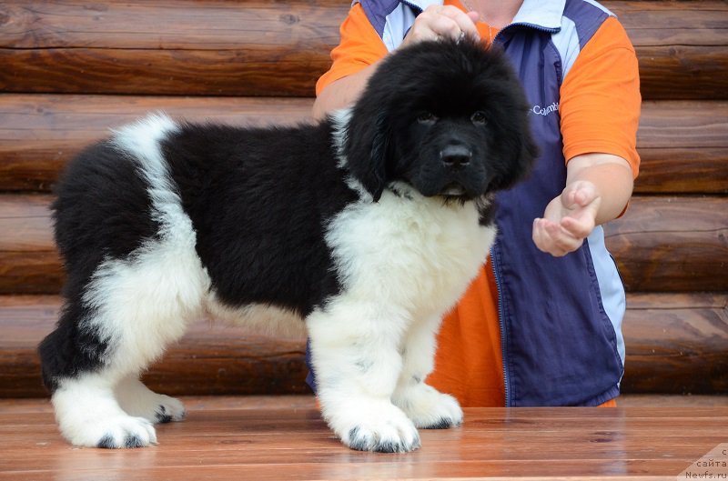 Фотография № 210558