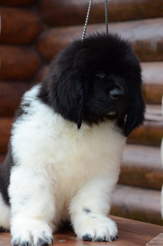 Фотография № 210560