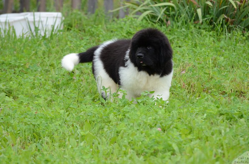 Фотография № 210561