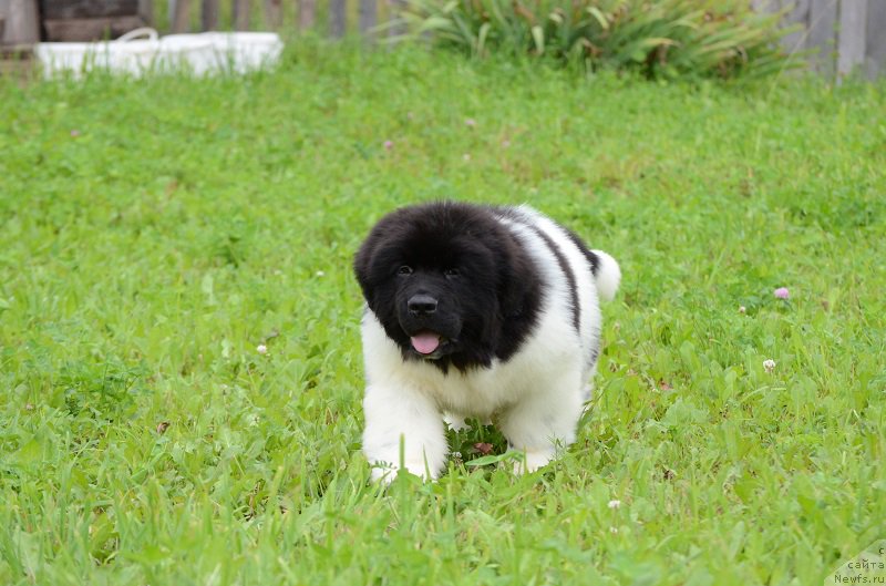 Фотография № 210562